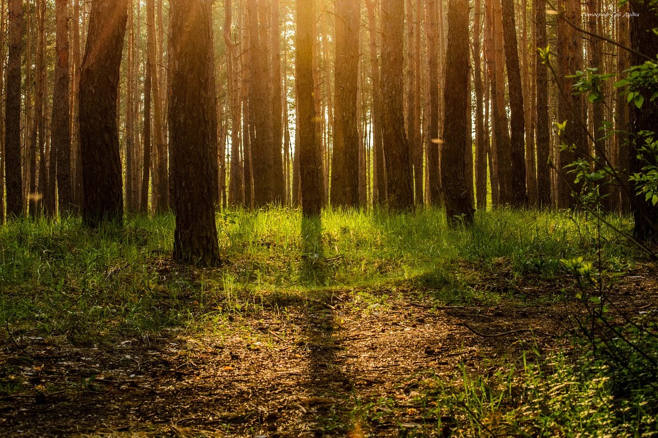 How to Live Simply and Create a Peaceful Life